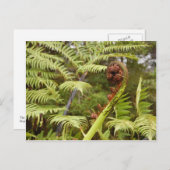 Fern Frond, New Zealand Briefkaart (Voorkant / Achterkant)