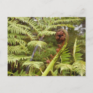 Fern Frond, New Zealand Briefkaart