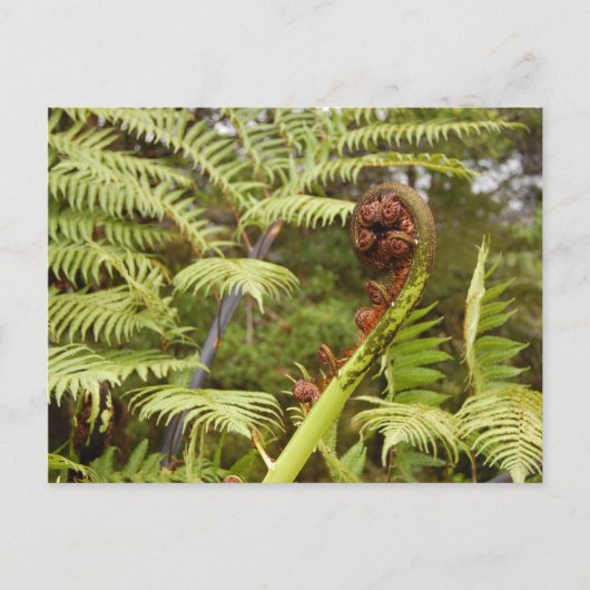 Fern Frond, New Zealand Briefkaart (Voorkant)