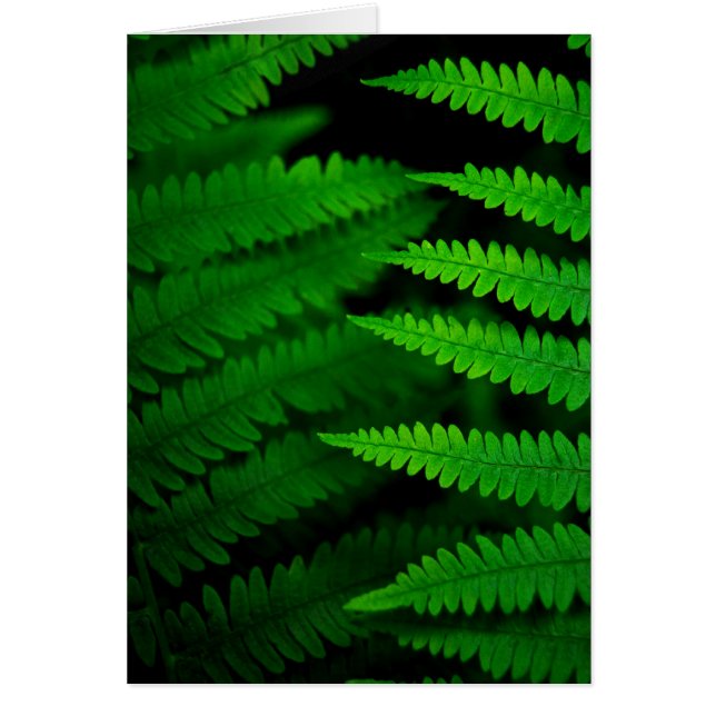 Fern Fronds (Voorkant)