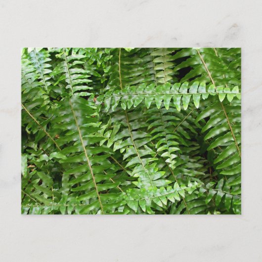 Fern Fronds I Green Natuur Briefkaart (Voorkant)
