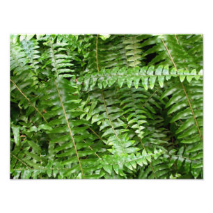 Fern Fronds I Green Natuur Foto Afdruk