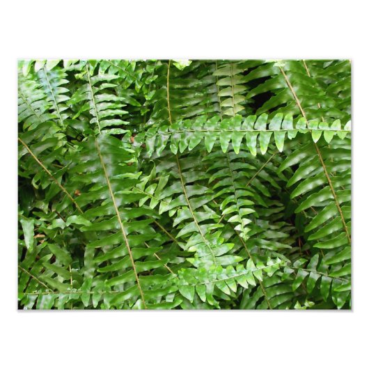 Fern Fronds I Green Natuur Foto Afdruk (Voorkant)