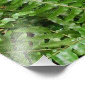 Fern Fronds I Green Natuur Foto Afdruk (Hoek)