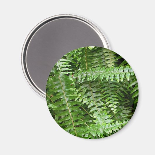 Fern Fronds I Green Natuur Magneet (Voorkant / Achterkant)