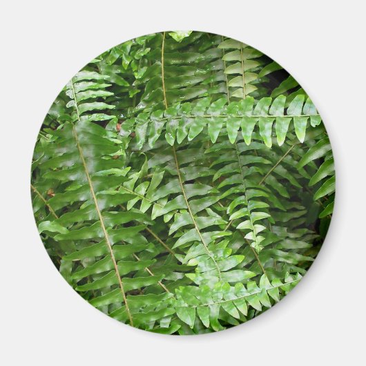 Fern Fronds I Green Natuur Magneet (Voorkant)