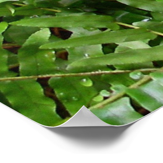 Fern Fronds I Green Natuur Poster (Hoek)