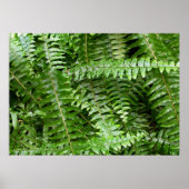 Fern Fronds I Green Natuur Poster (Voorkant)
