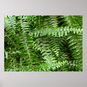 Fern Fronds I Green Natuur Poster