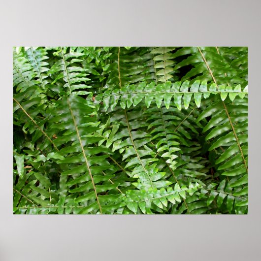 Fern Fronds I Green Natuur Poster (Voorkant)