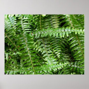 Fern Fronds I Green Natuur Poster