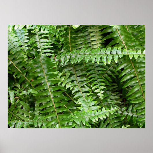 Fern Fronds I Green Natuur Poster (Voorkant)