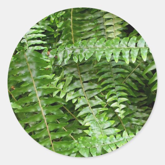 Fern Fronds I Green Natuur Ronde Sticker (Voorkant)