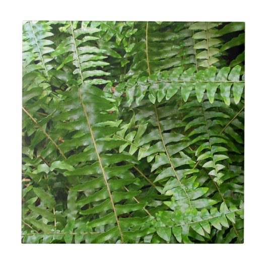 Fern Fronds I Green Natuur Tegeltje (Voorkant)
