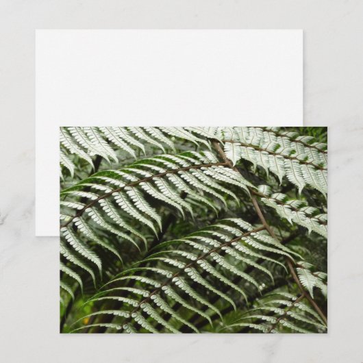 Fern Fronds II Donkere groene Natuur (Voorkant / Achterkant)