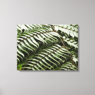 Fern Fronds II Donkere groene Natuur Canvas Afdruk