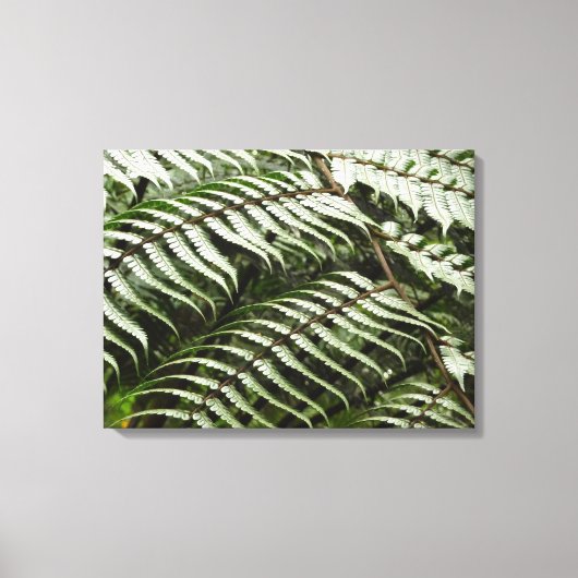 Fern Fronds II Donkere groene Natuur Canvas Afdruk (Voorkant)