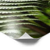 Fern Fronds II Donkere groene Natuur Foto Afdruk (Hoek)
