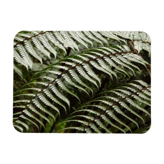 Fern Fronds II Donkere groene Natuur Magneet (Horizontaal)