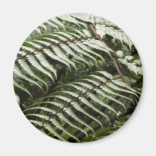 Fern Fronds II Donkere groene Natuur Magneet (Voorkant)