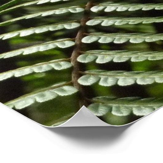 Fern Fronds II Donkere groene Natuur Poster (Hoek)