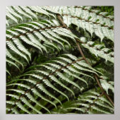 Fern Fronds II Donkere groene Natuur Poster (Voorkant)