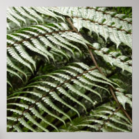 Fern Fronds II Donkere groene Natuur