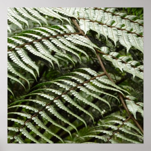 Fern Fronds II Donkere groene Natuur Poster (Voorkant)