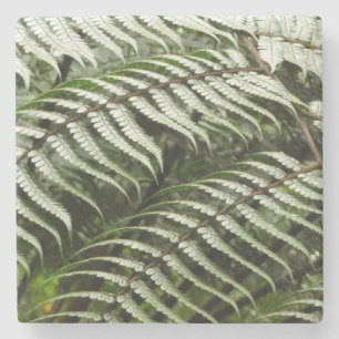 Fern Fronds II Donkere groene Natuur Stenen Onderzetter