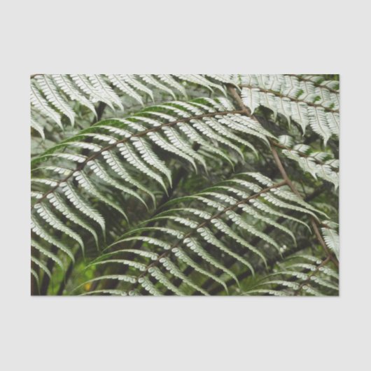 Fern Fronds II Donkere groene Natuur Tissuepapier (Voorkant)