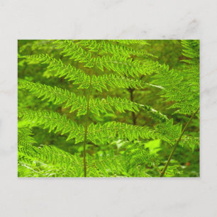 Fern Fronds III Green Natuur Botanical Briefkaart