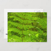 Fern Fronds III Green Natuur Botanical Briefkaart (Voorkant / Achterkant)
