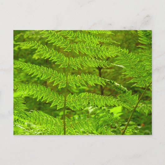 Fern Fronds III Green Natuur Botanical Briefkaart (Voorkant)