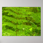 Fern Fronds III Green Natuur Botanical Poster (Voorkant)