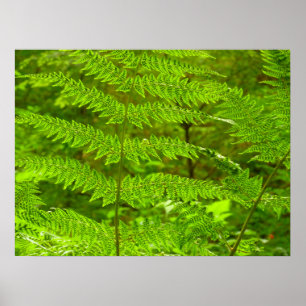 Fern Fronds III Green Natuur Botanical Poster