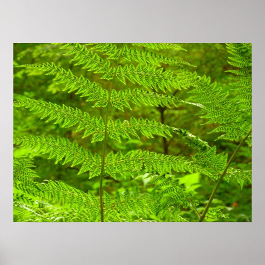 Fern Fronds III Green Natuur Botanical Poster (Voorkant)