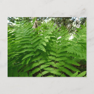 Fern Fronds IV Groene Natuur Botanisch Briefkaart