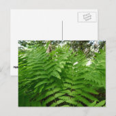 Fern Fronds IV Groene Natuur Botanisch Briefkaart (Voorkant / Achterkant)