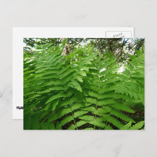 Fern Fronds IV Groene Natuur Botanisch Briefkaart (Voorkant / Achterkant)