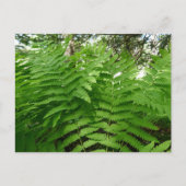 Fern Fronds IV Groene Natuur Botanisch Briefkaart (Voorkant)