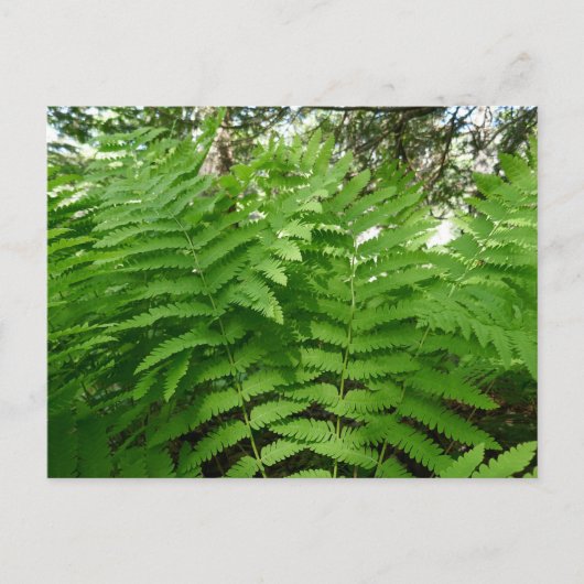 Fern Fronds IV Groene Natuur Botanisch Briefkaart (Voorkant)