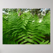 Fern Fronds IV Groene Natuur Botanisch Poster (Voorkant)