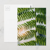 fern golly briefkaart (Voorkant / Achterkant)