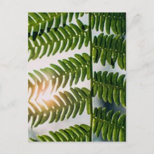 fern golly briefkaart