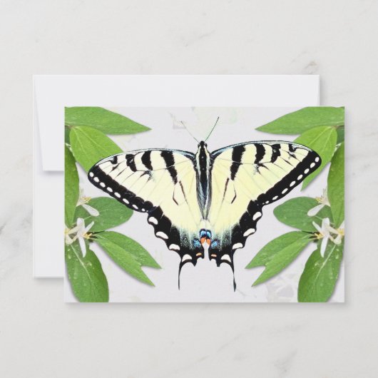 Fern Greens Tiger Shallow Butterfly RSVP (Achterkant)