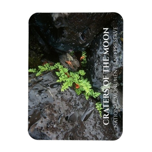 Fern Growing in Lava, Craters of the Moon, Idaho Magneet (Verticaal)