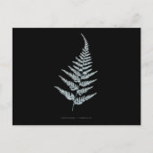 Fern - Gymnogramma L'herminieri. Röntgenfoto-effec Briefkaart (Voorkant)
