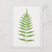 Fern Leaf Botanical Illustration Briefkaart (Voorkant)