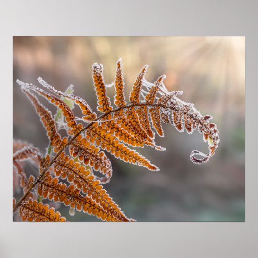 Fern Leaf met Icy Frost in een koude Natuur - Poster (Voorkant)