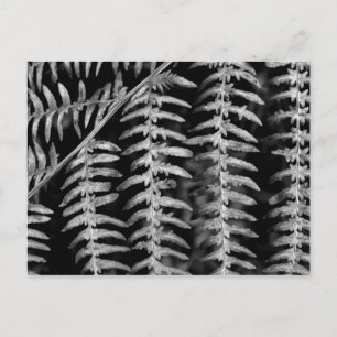 Fern Leaves - Black and White Photo Briefkaart
